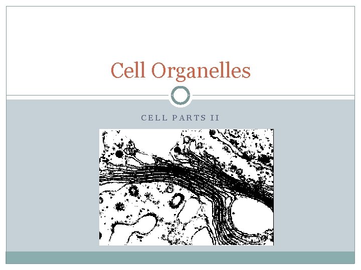 Cell Organelles CELL PARTS II 