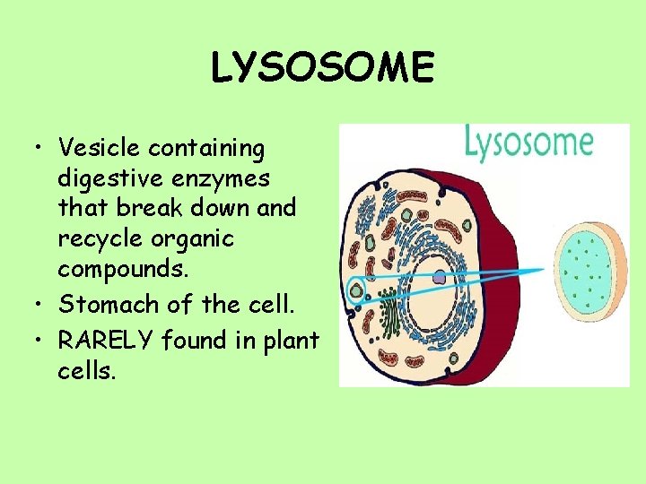 LYSOSOME • Vesicle containing digestive enzymes that break down and recycle organic compounds. • LYSOSOME • Vesicle containing digestive enzymes that break down and recycle organic compounds. •