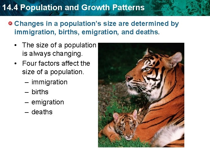14. 4 Population and Growth Patterns Changes in a population’s size are determined by