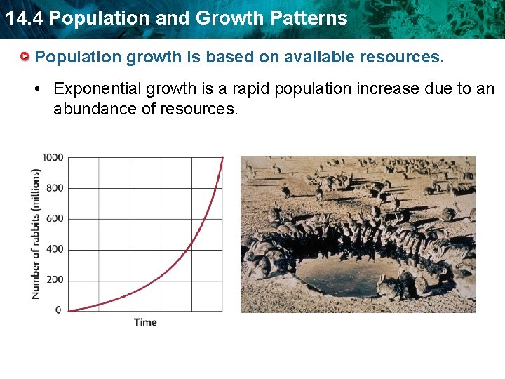 14. 4 Population and Growth Patterns Population growth is based on available resources. •