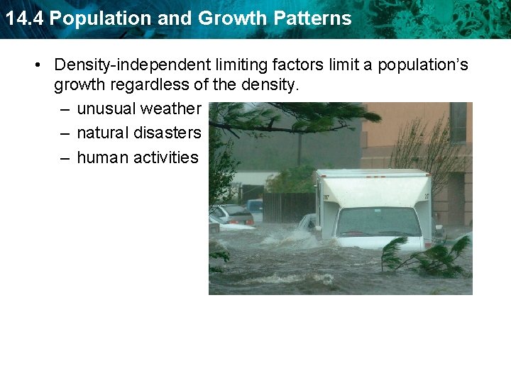 14. 4 Population and Growth Patterns • Density-independent limiting factors limit a population’s growth