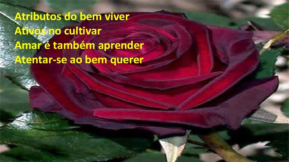 Atributos do bem viver Ativos no cultivar Amar é também aprender Atentar-se ao bem