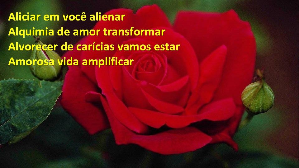 Aliciar em você alienar Alquimia de amor transformar Alvorecer de carícias vamos estar Amorosa