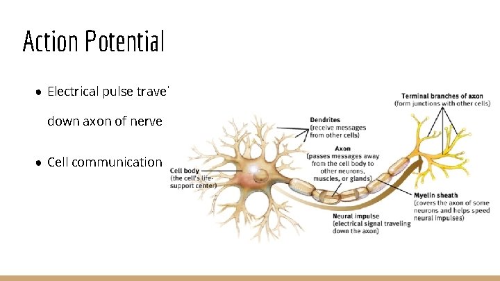 Action Potential ● Electrical pulse travels down axon of nerve ● Cell communication 