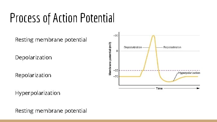 Process of Action Potential Resting membrane potential Depolarization Repolarization Hyperpolarization Resting membrane potential 