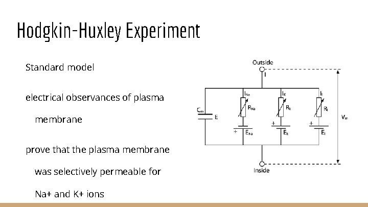 Hodgkin-Huxley Experiment Standard model electrical observances of plasma membrane prove that the plasma membrane