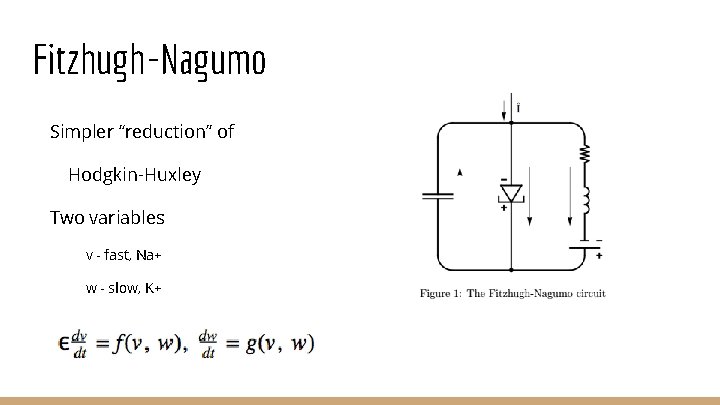 Fitzhugh-Nagumo Simpler “reduction” of Hodgkin-Huxley Two variables v - fast, Na+ w - slow,