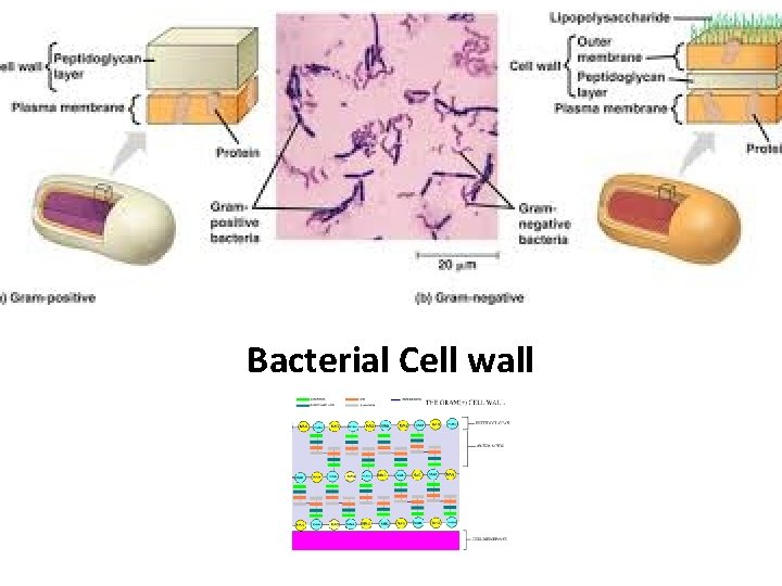 Bacterial Cell wall 