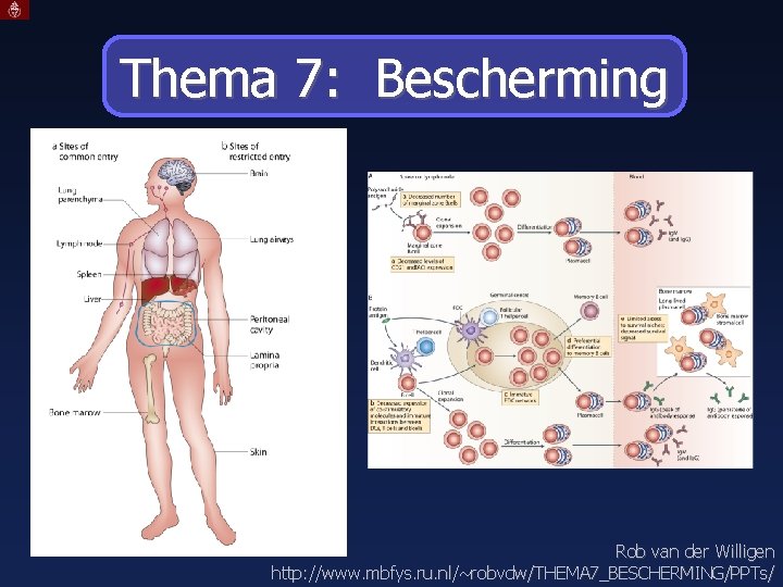 Thema 7: Bescherming Rob van der Willigen http: //www. mbfys. ru. nl/~robvdw/THEMA 7_BESCHERMING/PPTs/ 