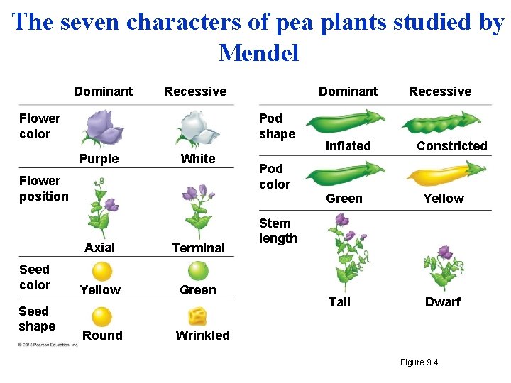 The seven characters of pea plants studied by Mendel Dominant Pod shape Flower color