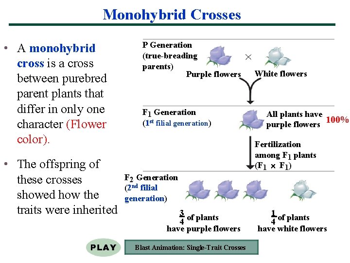 Monohybrid Crosses • A monohybrid cross is a cross between purebred parent plants that