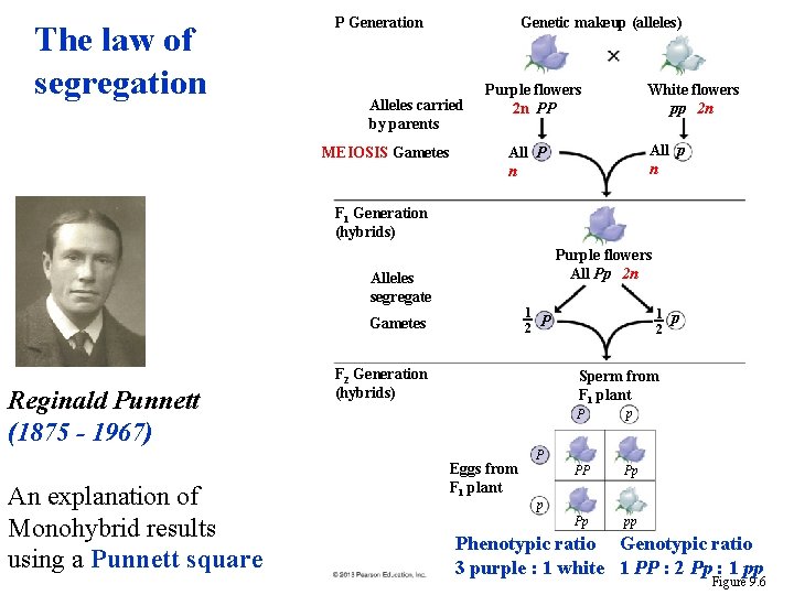 The law of segregation P Generation Genetic makeup (alleles) Alleles carried by parents MEIOSIS