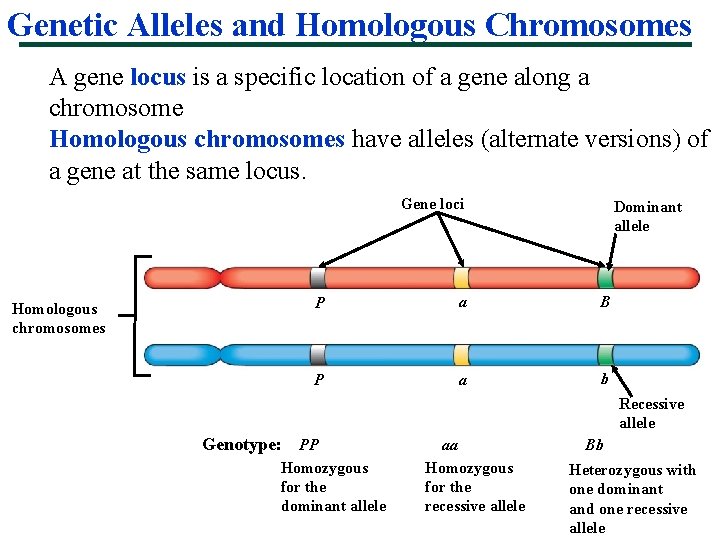 Genetic Alleles and Homologous Chromosomes A gene locus is a specific location of a