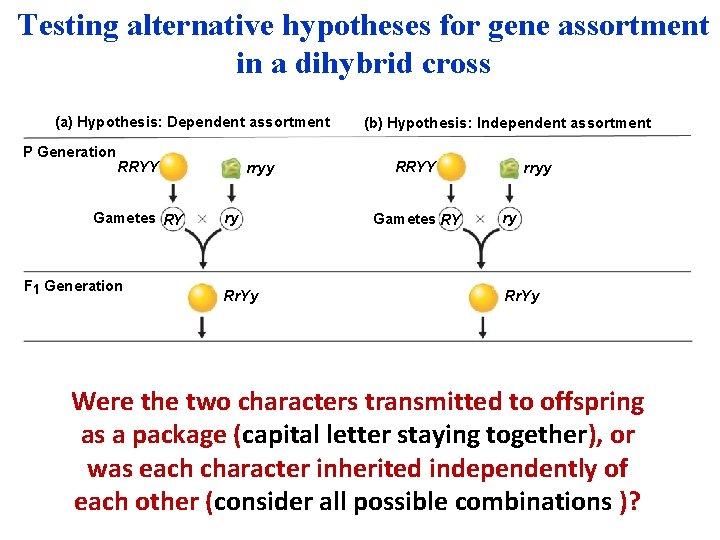 Testing alternative hypotheses for gene assortment in a dihybrid cross (a) Hypothesis: Dependent assortment