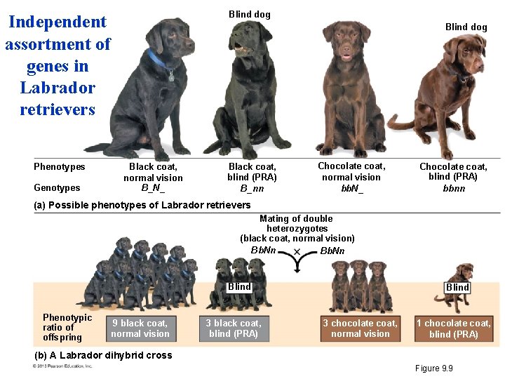 Blind dog Independent assortment of genes in Labrador retrievers Phenotypes Genotypes Blind dog Black