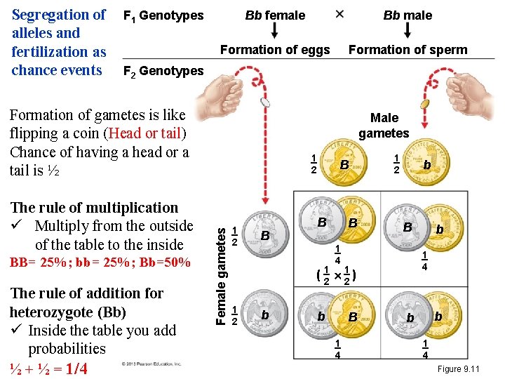 Segregation of alleles and fertilization as chance events F 1 Genotypes Bb female Bb