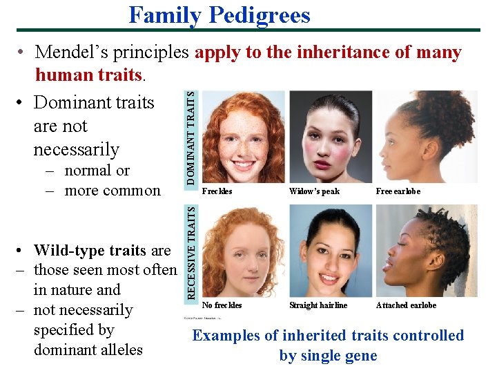 Family Pedigrees Freckles RECESSIVE TRAITS – normal or – more common DOMINANT TRAITS •