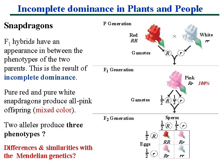 Incomplete dominance in Plants and People Snapdragons F 1 hybrids have an appearance in