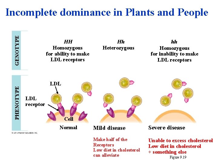 PHENOTYPE GENOTYPE Incomplete dominance in Plants and People HH Homozygous for ability to make