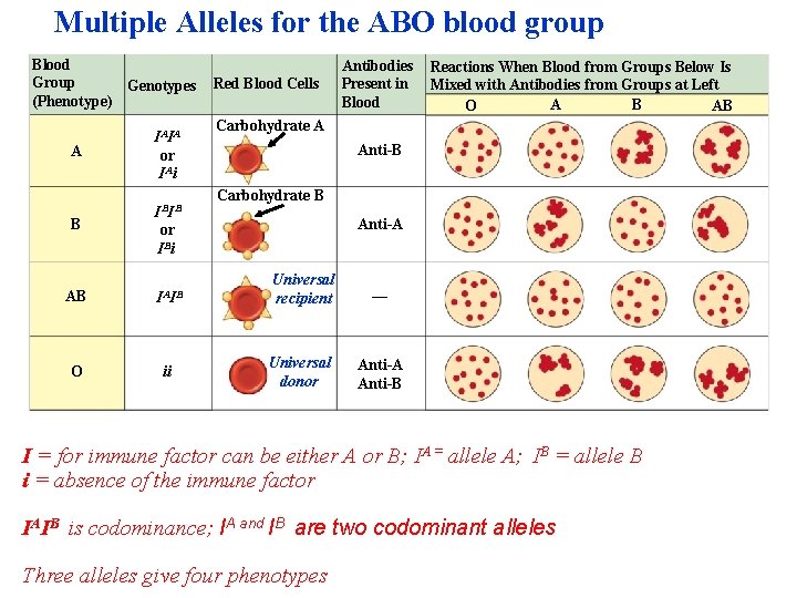 Multiple Alleles for the ABO blood group Blood Group Genotypes (Phenotype) A IAIA or