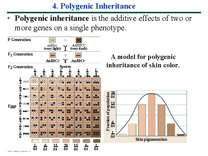 4. Polygenic Inheritance • Polygenic inheritance is the additive effects of two or more