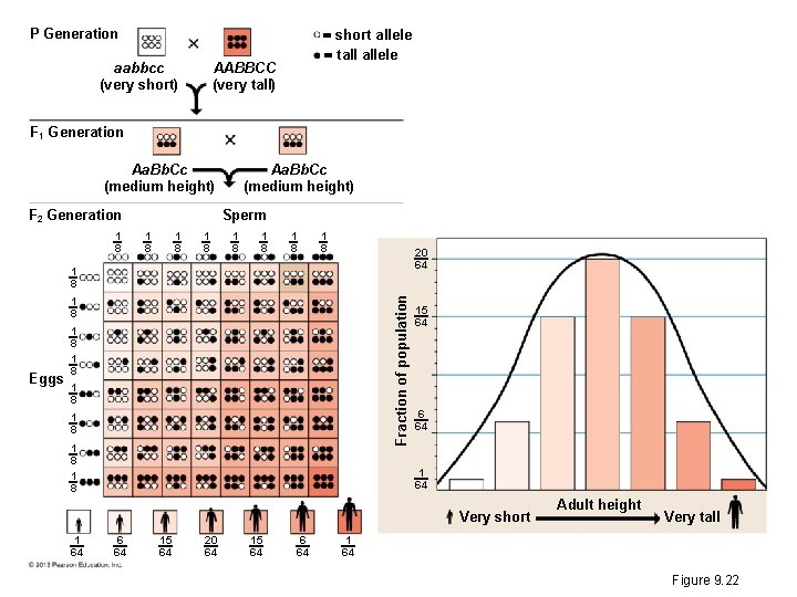  short allele tall allele P Generation aabbcc (very short) AABBCC (very tall) F