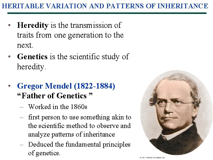 HERITABLE VARIATION AND PATTERNS OF INHERITANCE • Heredity is the transmission of traits from