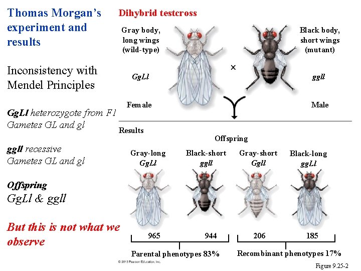 Thomas Morgan’s experiment and results Dihybrid testcross Inconsistency with Mendel Principles Gg. Ll heterozygote