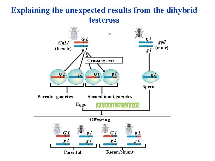 Explaining the unexpected results from the dihybrid testcross Gg. Ll (female) GL gl gl