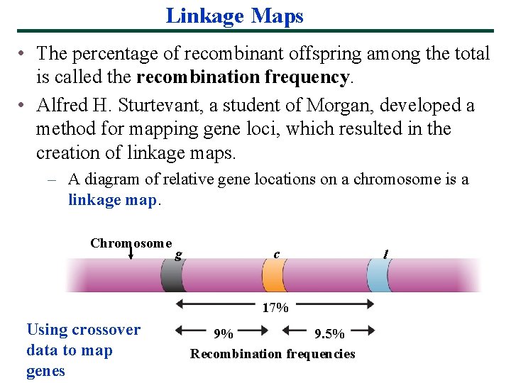 Linkage Maps • The percentage of recombinant offspring among the total is called the
