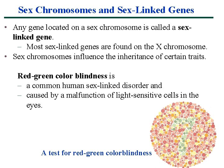 Sex Chromosomes and Sex-Linked Genes • Any gene located on a sex chromosome is