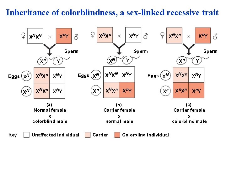Inheritance of colorblindness, a sex-linked recessive trait XNXN XNXn Xn Y XNY Sperm Xn