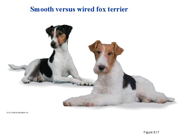 Smooth versus wired fox terrier Figure 9. 17 