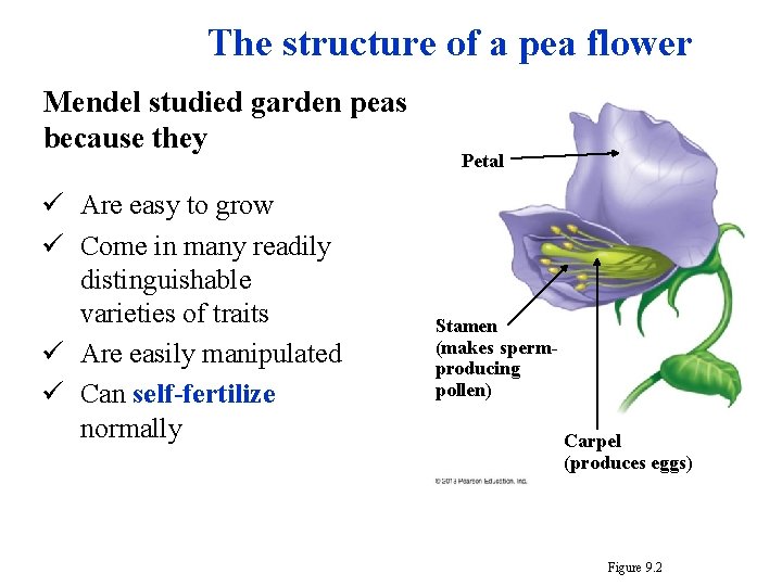 The structure of a pea flower Mendel studied garden peas because they ü Are