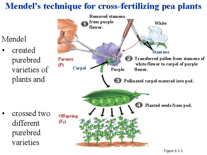Mendel's technique for cross-fertilizing pea plants Removed stamens from purple flower. Mendel • created