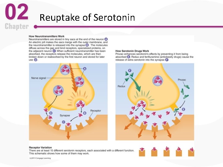 Reuptake of Serotonin 