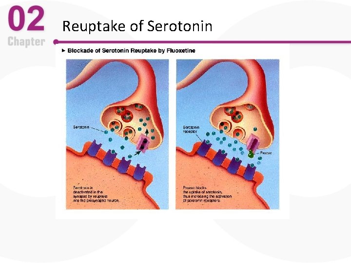 Reuptake of Serotonin 