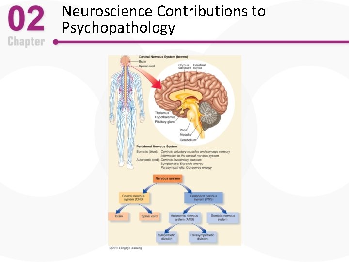 Neuroscience Contributions to Psychopathology 