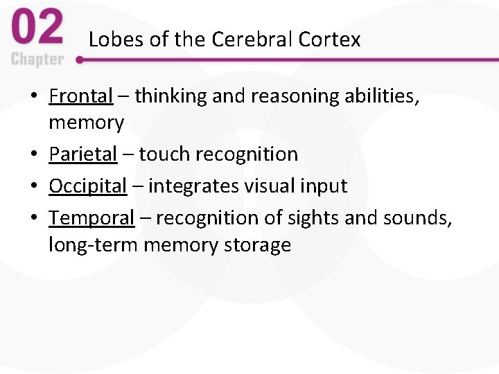 Lobes of the Cerebral Cortex • Frontal – thinking and reasoning abilities, memory •