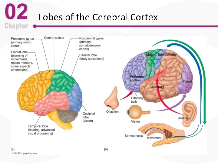 Lobes of the Cerebral Cortex 