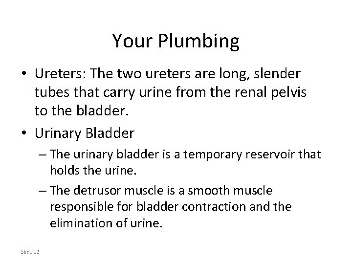Your Plumbing • Ureters: The two ureters are long, slender tubes that carry urine