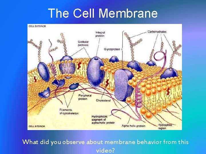 The Cell Membrane What did you observe about membrane behavior from this video? 