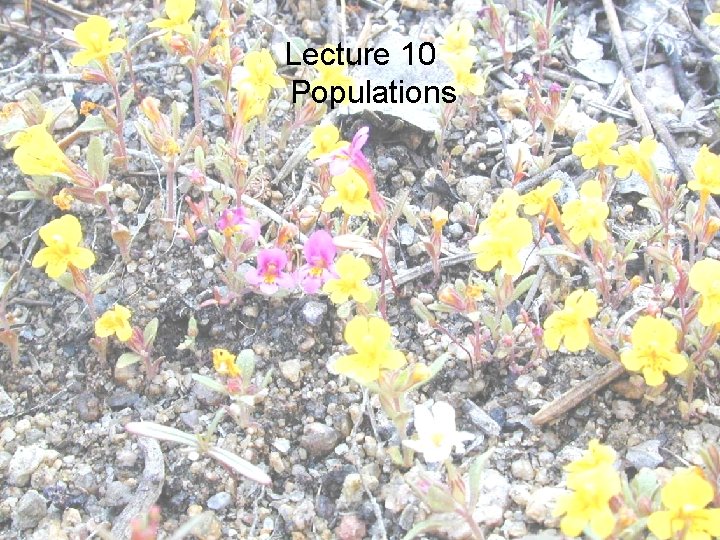 Lecture 10 Populations 