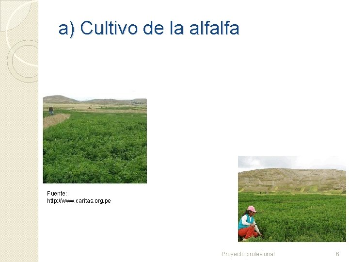 a) Cultivo de la alfalfa Fuente: http: //www. caritas. org. pe Proyecto profesional 6