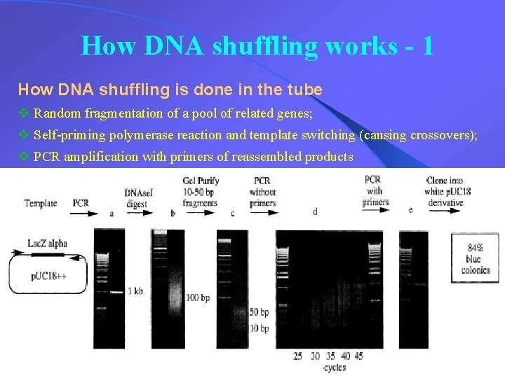 How DNA shuffling works - 1 How DNA shuffling is done in the tube