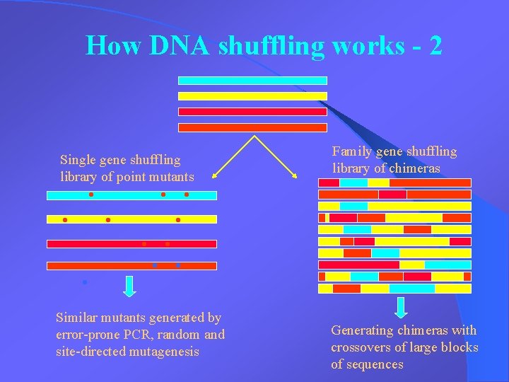 How DNA shuffling works - 2 Single gene shuffling library of point mutants .