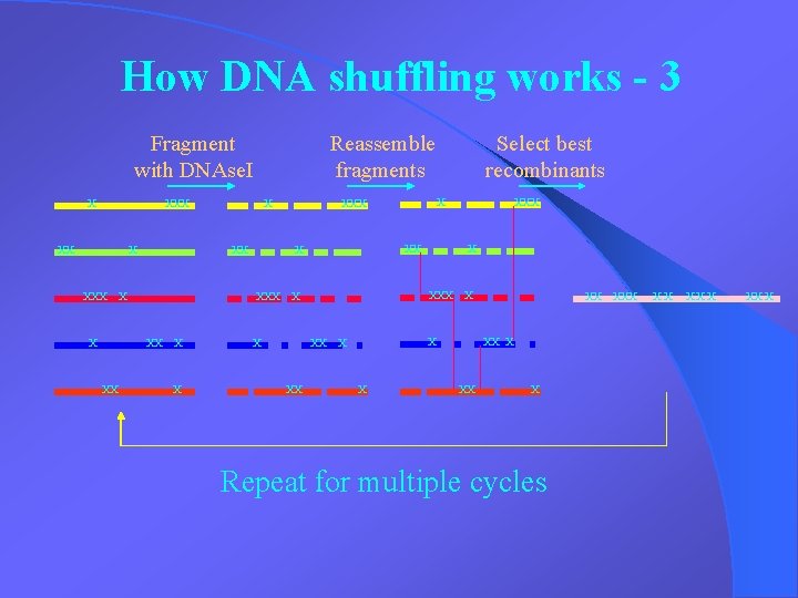 How DNA shuffling works - 3 Fragment with DNAse. I X Reassemble fragments XXX