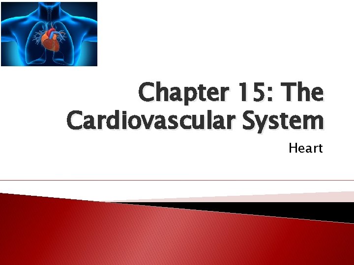 Chapter 15: The Cardiovascular System Heart 