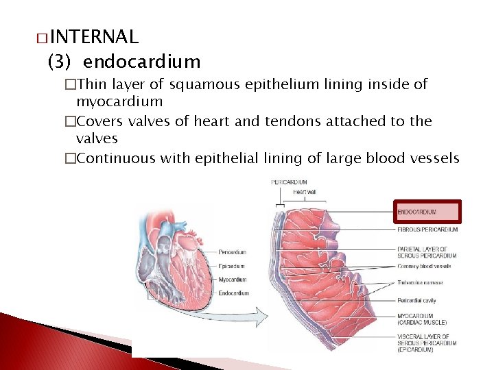� INTERNAL (3) endocardium �Thin layer of squamous epithelium lining inside of myocardium �Covers