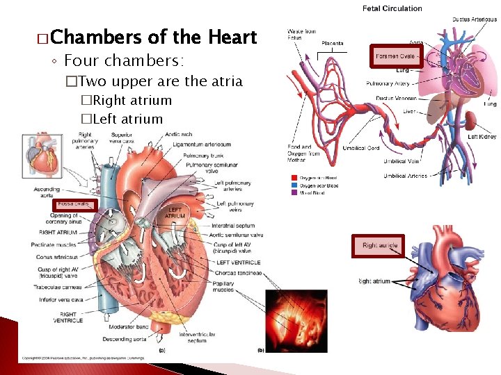 � Chambers of the Heart ◦ Four chambers: �Two upper are the atria �Right